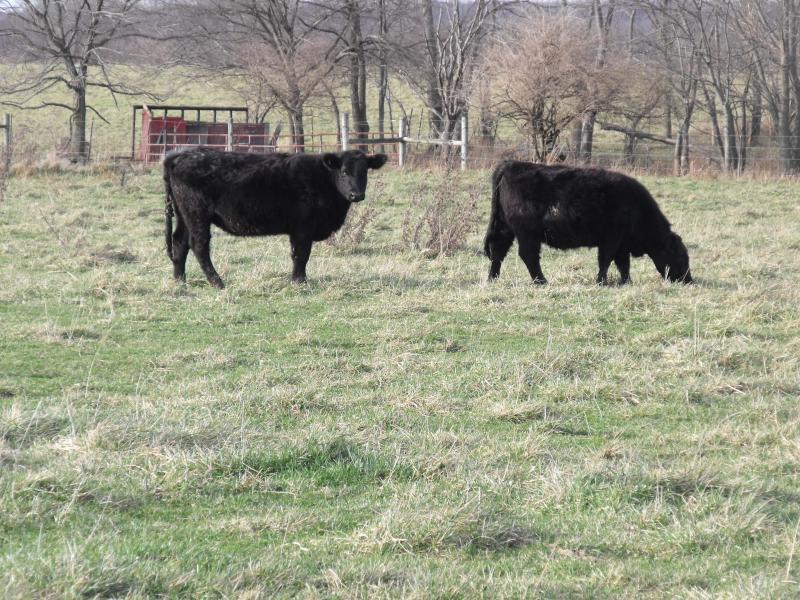 Two of the steers grazing on a fall day